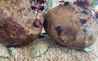 Rote Bete ein prachtvolles Gemüse