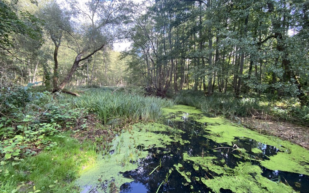 Meine Reise zur Achtsamkeit, Malen, Waldbaden, Journaling und Naturerfahrungen