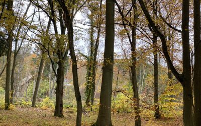 Das Immunsystem im Herbst stärken