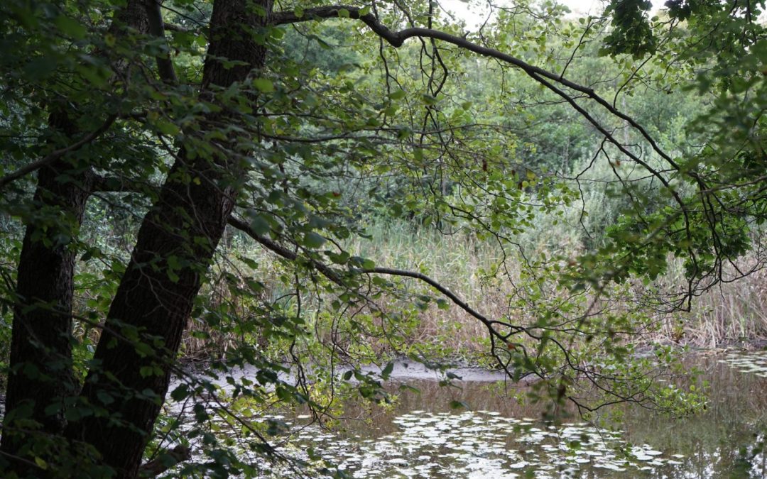 Meine neue Liebe: Die Uckermark – Ein Jahr im Paradies der Natur und Kunst